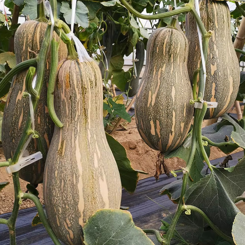 热销蜜本南瓜种子大果红肉真甜二号杂交基地品种甜面