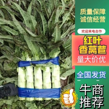 【实力推荐】山东红叶香莴苣大量上市无空心品质保证全国发货