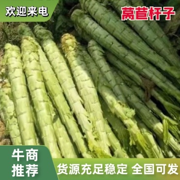 【推荐】红香叶莴苣杆子大量上市各大平台供货无空心品质保证