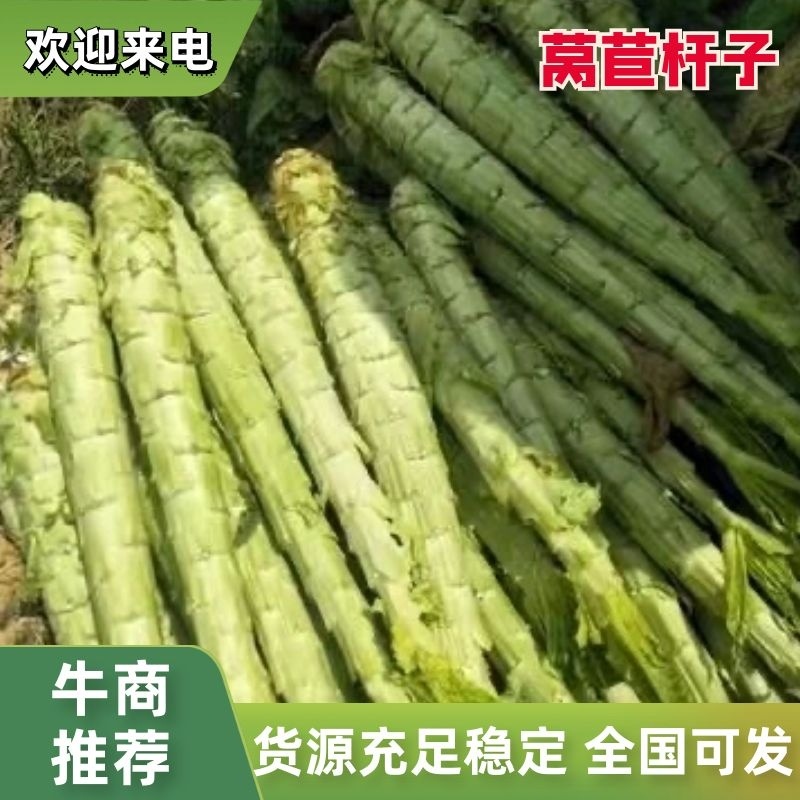 【推荐】红香叶莴苣杆子大量上市各大平台供货无空心品质保证