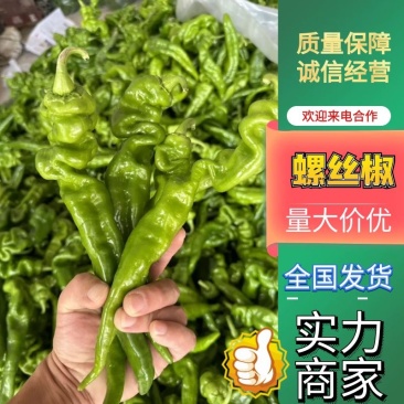 辣椒供应充足产地大量供应加工厂食品厂精品鲜辣椒全国发货