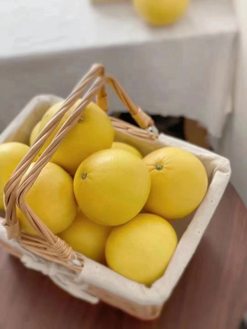福建黄金葡萄柚价格美丽果面干净质量保证对接各大批发商