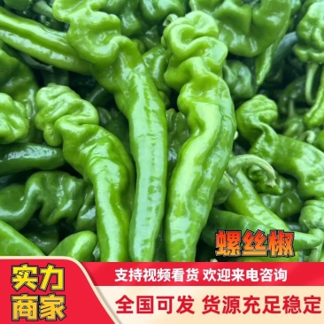 螺丝辣椒陕西产地源头供应充足货源现货精品加工厂货