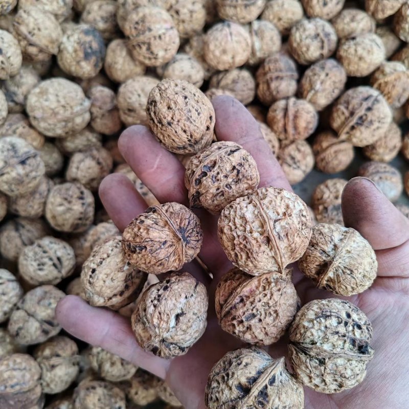 【老树薄壳核桃】老树核桃麻子核桃规格齐全量大从优电话议价