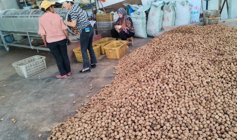 【老树薄壳核桃】老树核桃麻子核桃规格齐全量大从优电话议价