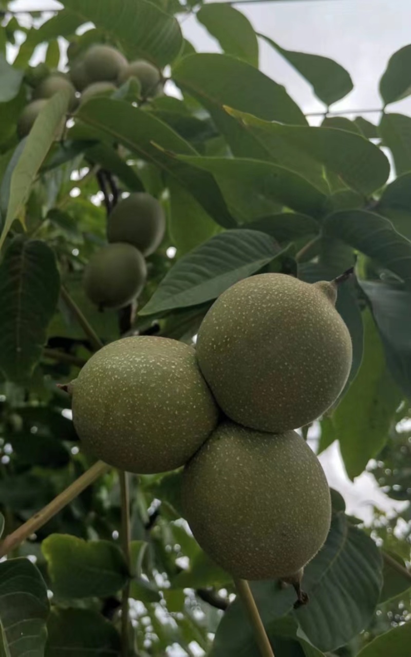 【老树薄壳核桃】老树核桃麻子核桃规格齐全量大从优电话议价