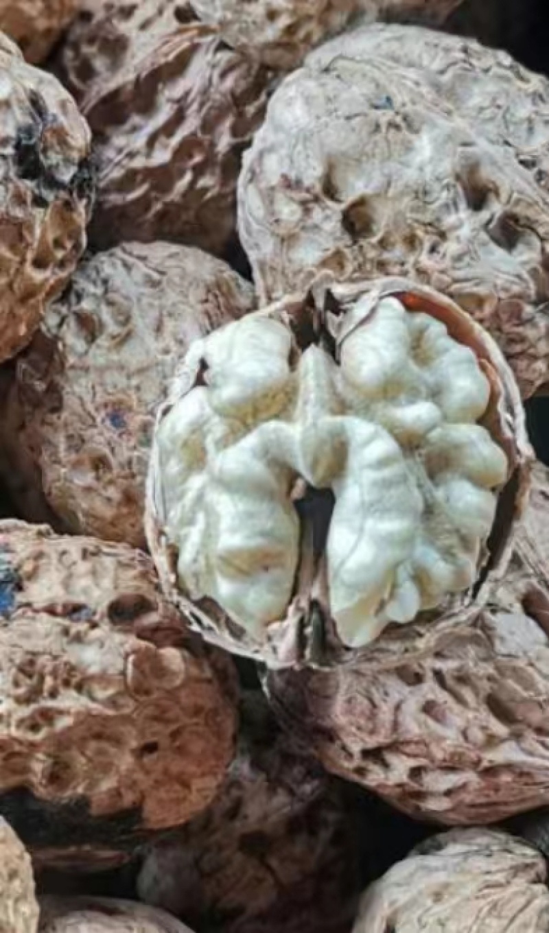 【老树薄壳核桃】老树核桃麻子核桃规格齐全量大从优电话议价
