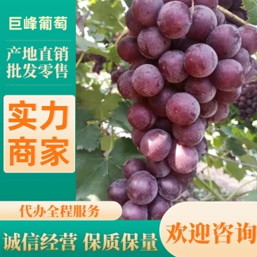 葡萄巨峰葡萄产地一手货源货源充足欢迎来电咨询