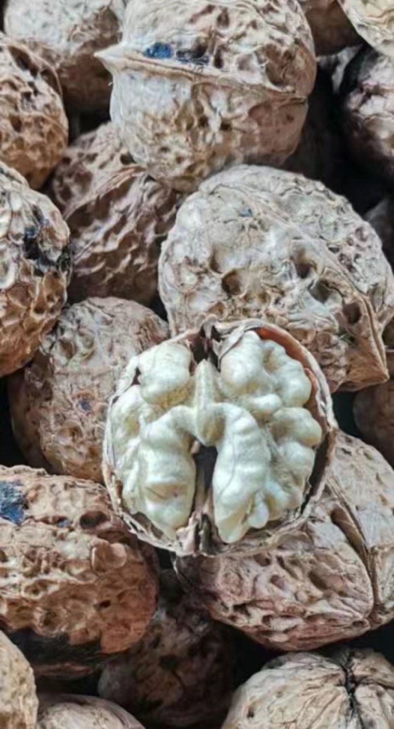 【老树薄壳核桃】老树核桃麻子核桃规格齐全量大从优电话议价