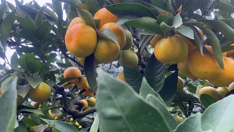 四川蜜橘大量供应价格优惠产地直发视频看货