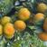 四川蜜橘大量供应价格优惠产地直发视频看货