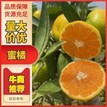 四川蜜橘大量上市质量保证量大欢迎合作