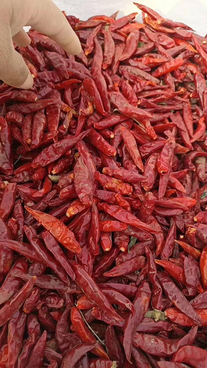 【干辣椒】河南开封通许干辣椒自然晒干香辣味货量大承接商超