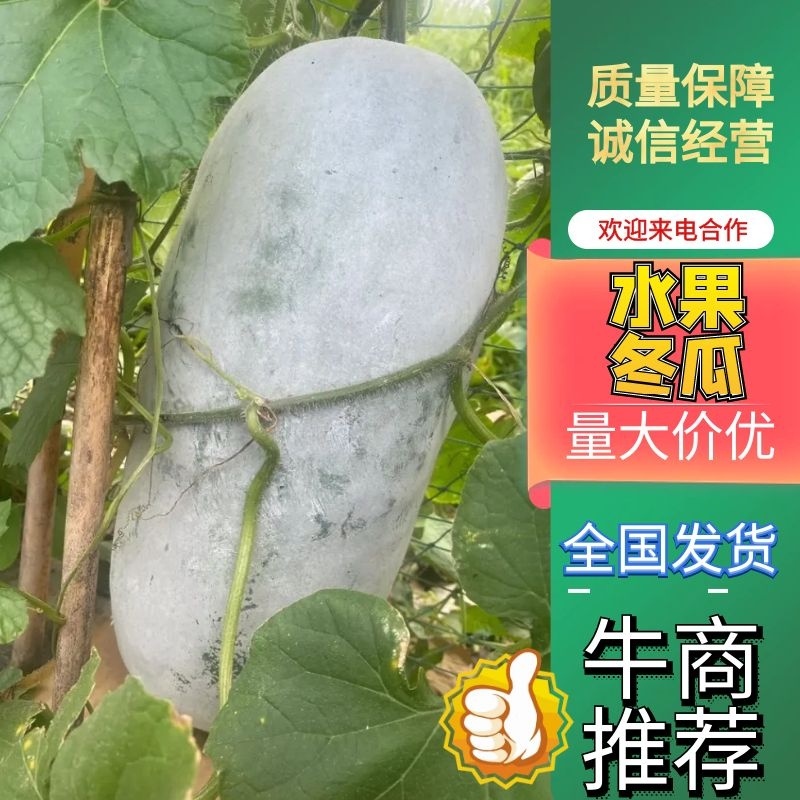 精品水果冬瓜，质优价廉，诚信经营，欢迎前来采购