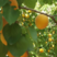金太阳杏树苗品种纯正根系发达现挖现发