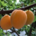 金太阳杏树苗品种纯正根系发达现挖现发