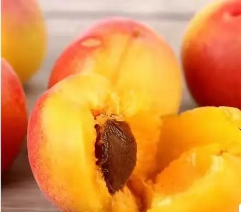 荷兰香蜜杏苗品种纯正根系发达现挖现发