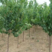 荷兰香蜜杏苗品种纯正根系发达现挖现发