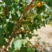 吊干杏苗品种纯正根系发达现挖现发保湿发货