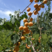 吊干杏苗品种纯正根系发达现挖现发保湿发货