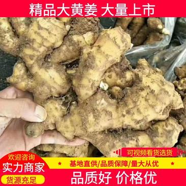 【实力】河南大黄姜品质保证售后无忧对接全国市场