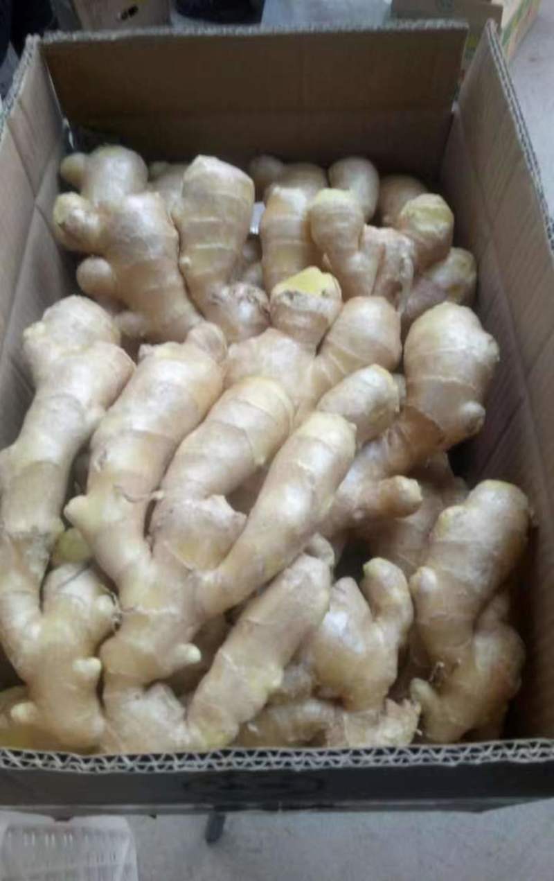 【实力】河南大黄姜品质保证售后无忧对接全国市场