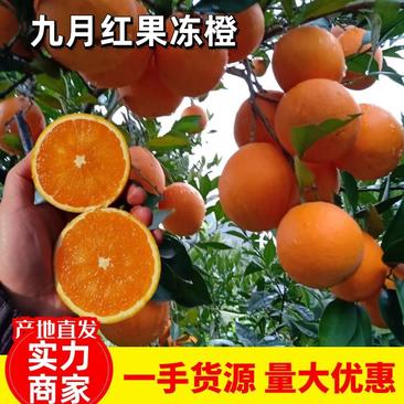 【九月红脐橙】甜橙血橙纽荷尔脐橙现摘现发挂树新鲜果