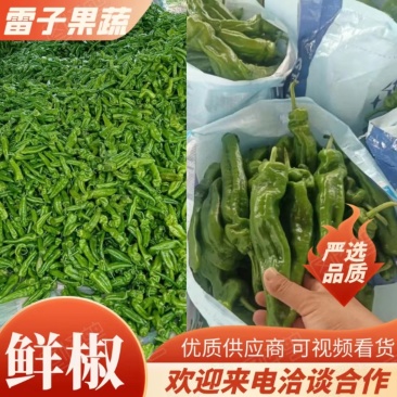 【热卖】夏邑大棚鲜辣椒301辣椒，现摘现发，供应全国市场