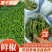 【热卖】夏邑大棚鲜辣椒301辣椒，现摘现发，供应全国市场