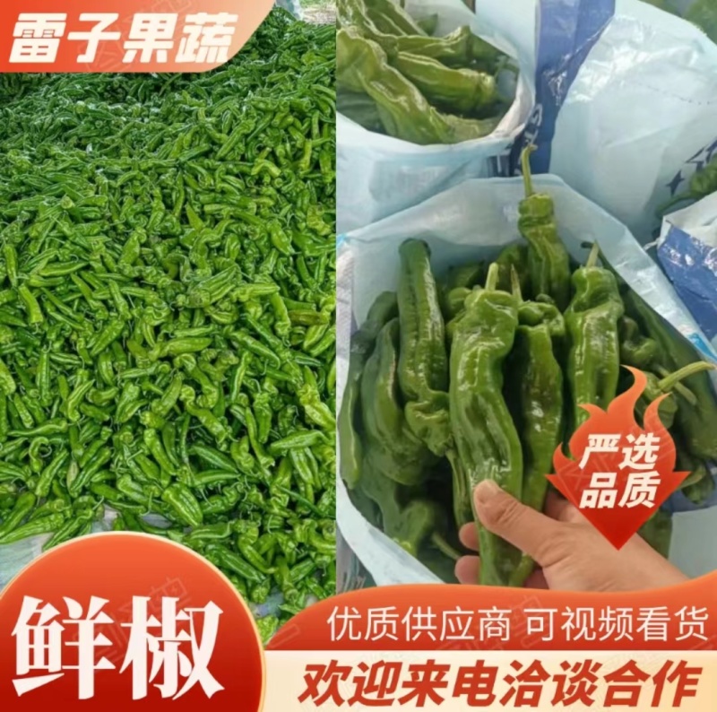 【热卖】夏邑大棚鲜辣椒301辣椒，现摘现发，供应全国市场