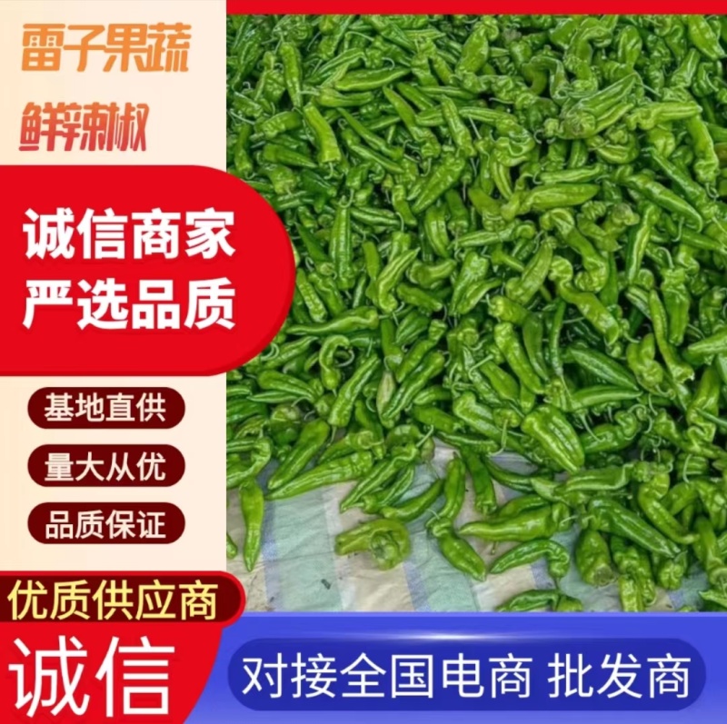 【实力】鲜辣椒夏邑301辣椒，一手货源现摘现发，欢迎电联