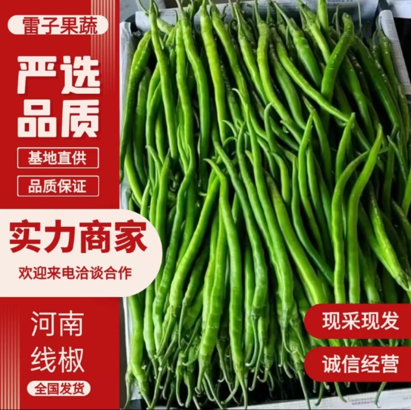 【实力】河南商丘辣椒线椒，货源充足，严选品质，可视频看货