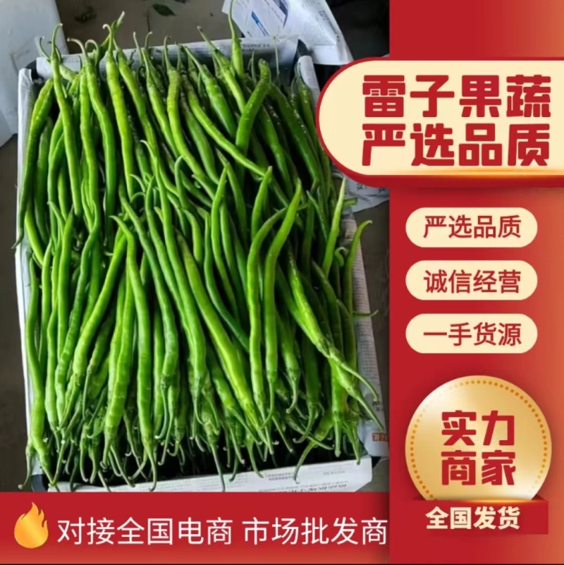 【热卖】线椒，河南鲜辣椒，现摘现发，品质保证欢迎来电洽谈
