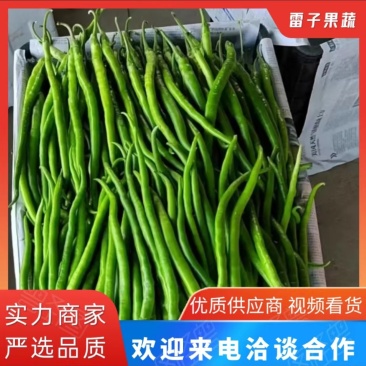 【线椒】河南精品线椒大量上市，一手货源，对接全国电商市场