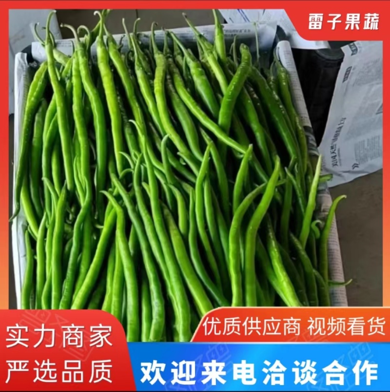 【线椒】河南精品线椒大量上市，一手货源，对接全国电商市场