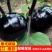【精品】河北冷棚紫光圆茄大量上市.产地直发.质优价廉。