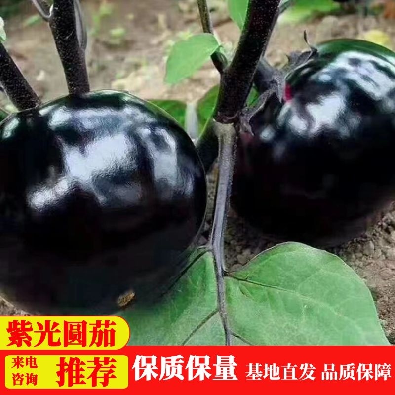 【精品】河北冷棚紫光圆茄大量上市.产地直发.质优价廉。