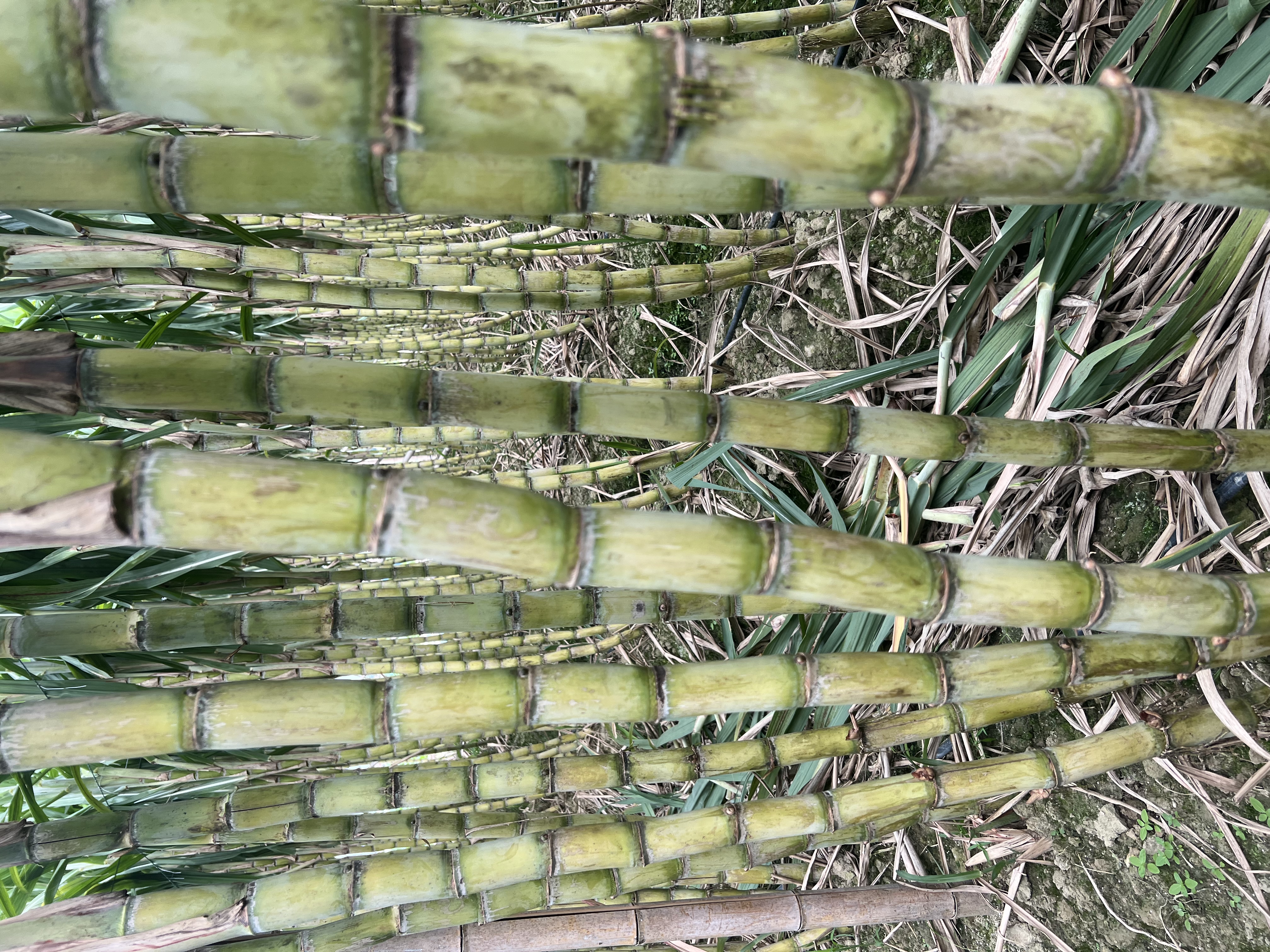 中国主要甘蔗产区地理分布示意图