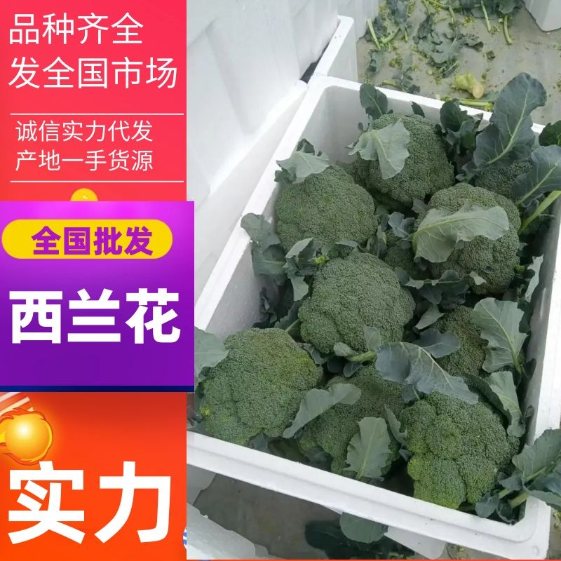 河南焦作西兰花蘑菇型小米粒高品质货源市场团购批发