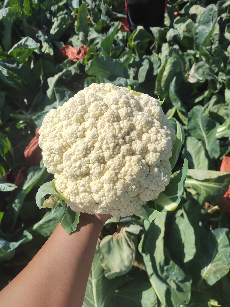 河南精品有机花花菜松花菜散花，小米粒白面青梗有机花