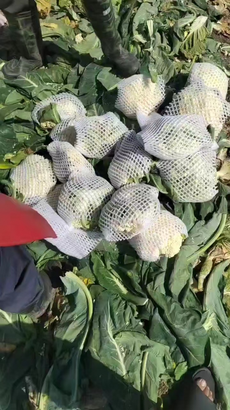 河南精品有机花花菜松花菜散花，小米粒白面青梗有机花