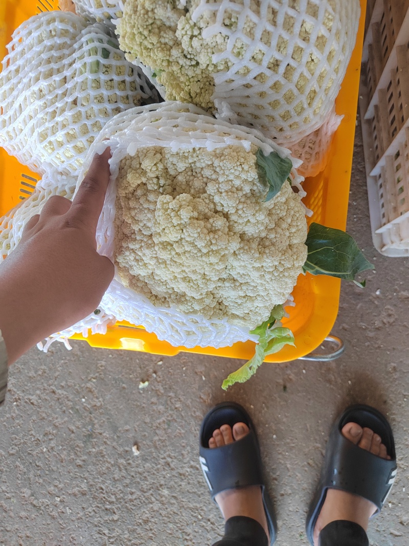 河南精品有机花花菜松花菜散花，小米粒白面青梗有机花