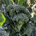 西兰苔种子芥蓝菜西兰花籽杂交纤维少产量高基地精品