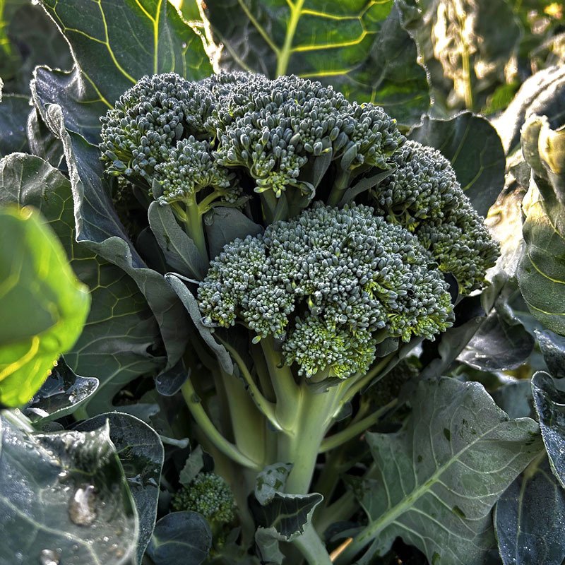 西兰苔种子芥蓝菜西兰花籽杂交纤维少产量高基地精品