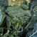 西兰苔种子芥蓝菜西兰花籽杂交纤维少产量高基地精品