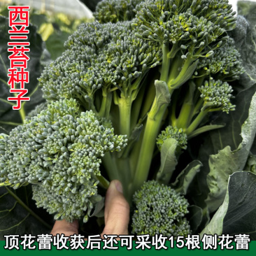 西兰苔种子芥蓝菜西兰花籽杂交纤维少产量高基地精品