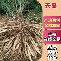 天冬，精品四川天冬，规格齐全，量大价优，以质论价