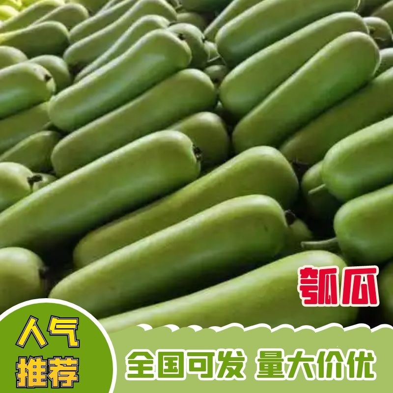 【瓠瓜】广东湛江发货一条龙发往全国货源稳定欢迎致电