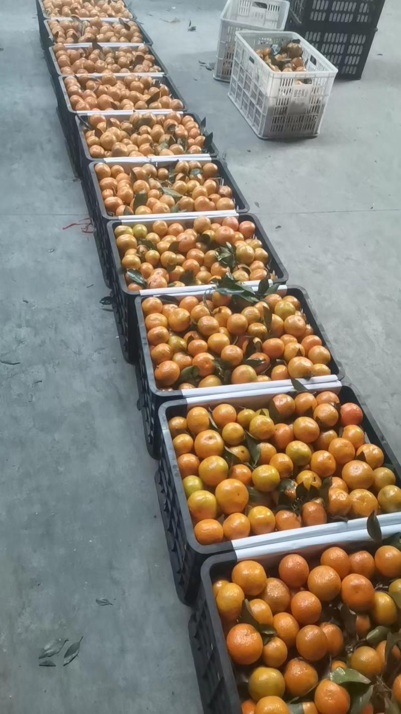 【国庆一号蜜橘】湖南产地直发质量保证货源充足欢迎订购