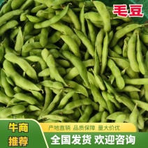 精品毛豆大量供应对接各种市场量大从优